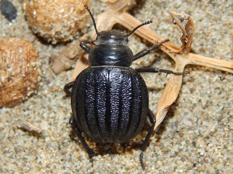 Pimelia bipunctata ssp. papii  - Tenebrionidae